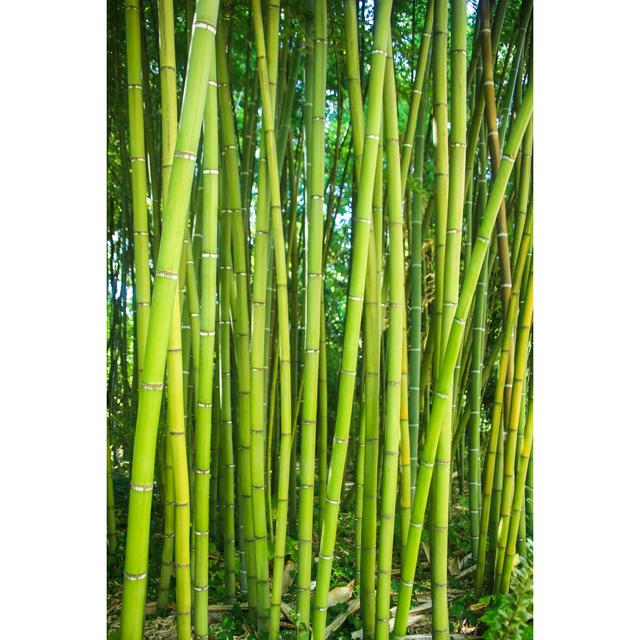 Bamboo Forest by Kseniya_Milner - Wrapped Canvas Photograph Latitude Run Size: 76cm H x 51cm W on Productcaster.