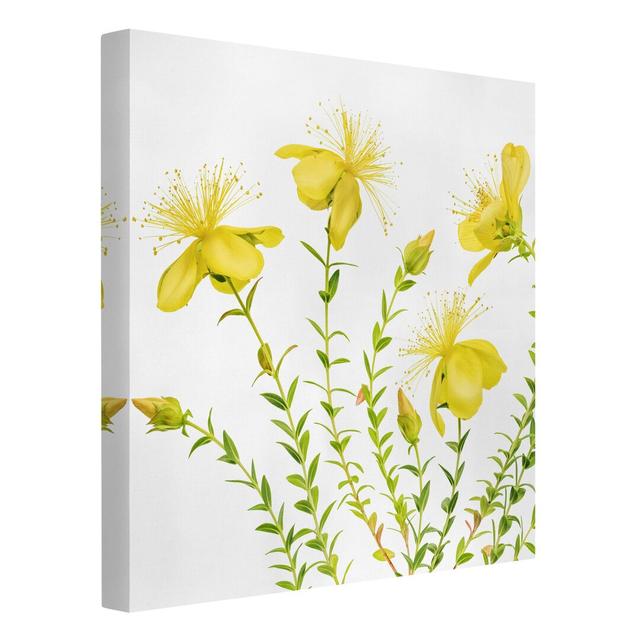 St. Johns wort in full bloom - Wrapped Canvas Graphic Art Rosalind Wheeler Format: 260g/m² canvas, Size: 80cm H x 80cm W on Productcaster.