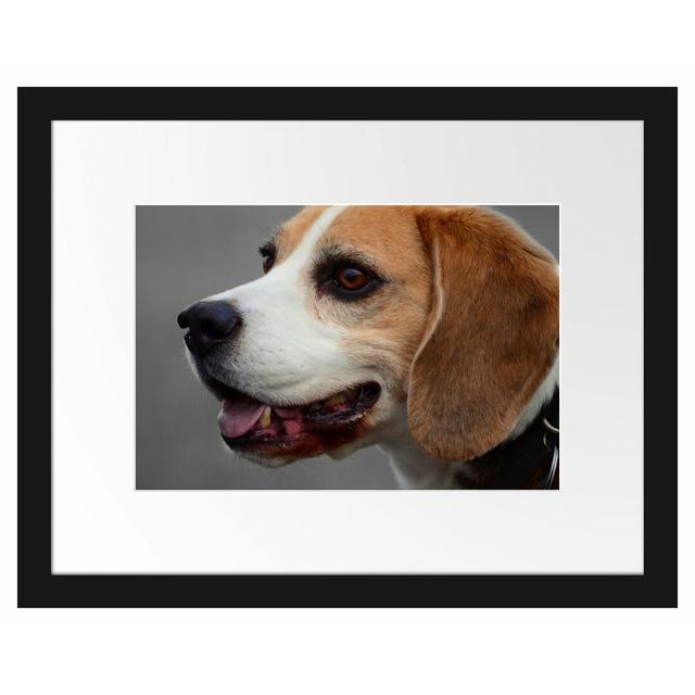 Gerahmter Fotodruck Beagle Side Profile East Urban Home Größe: 30 cm H x 38 cm B on Productcaster.