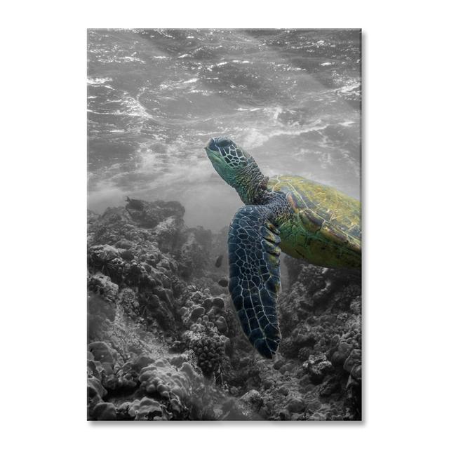 Turtle and Coral in the Ocean - Unframed Photograph on Glass Bay Isle Home Size: 80cm H x 60cm W x 0.4cm D on Productcaster.