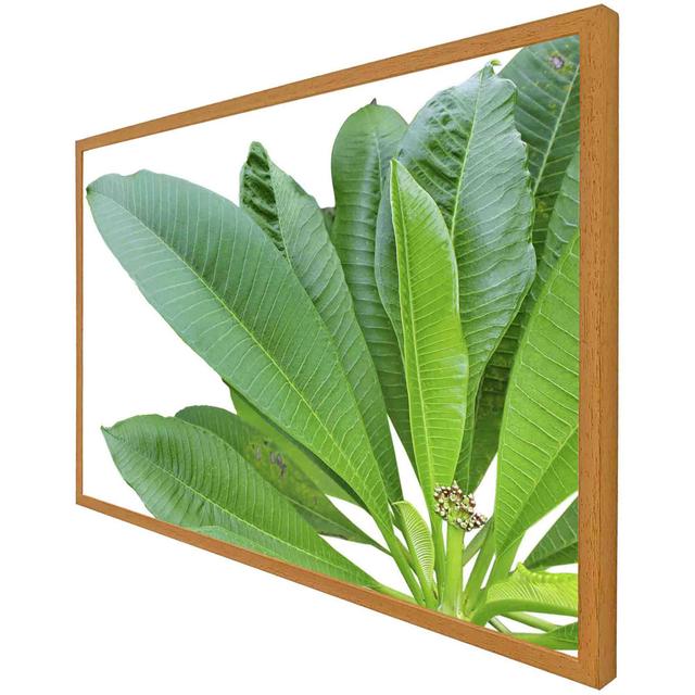 Aaradhy Green Leaves On White - Single Picture Frame Art Prints 17 Stories Size: 41cm H x 61cm W x 4cm D, Frame Colour: Oak on Productcaster.