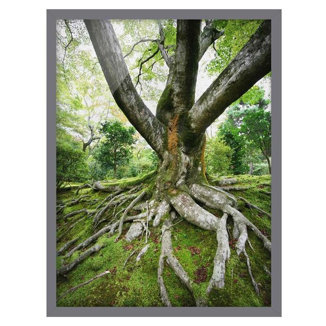 Old Tree - Picture Frame Graphic Art Union Rustic Frame Option: Grey Framed, Size: 70cm H x 50cm W x 2cm D on Productcaster.