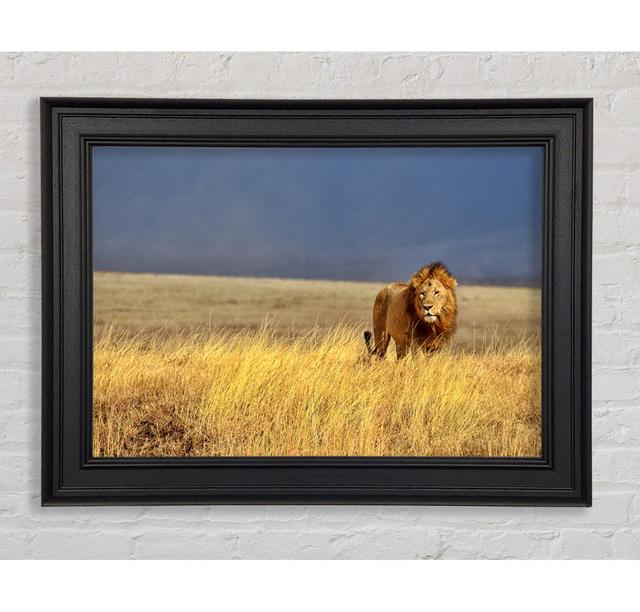 Lion Roam Framed Print 17 Stories Size: 84.1cm H x 142.2cm W on Productcaster.