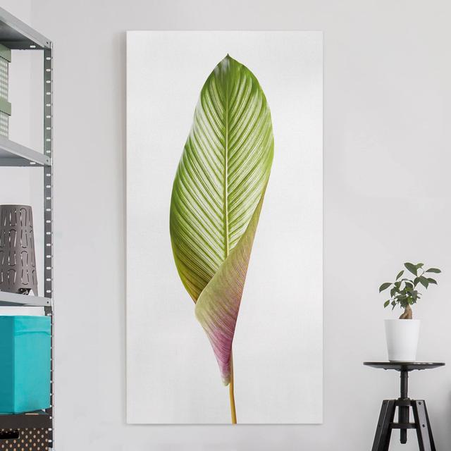 Leinwandbild Blatt Ornata Calathea Sansibar Home Größe: 60 cm H x 30 cm B, Format: Recycelte Leinwand 330g/m², Farbe: Weiß on Productcaster.