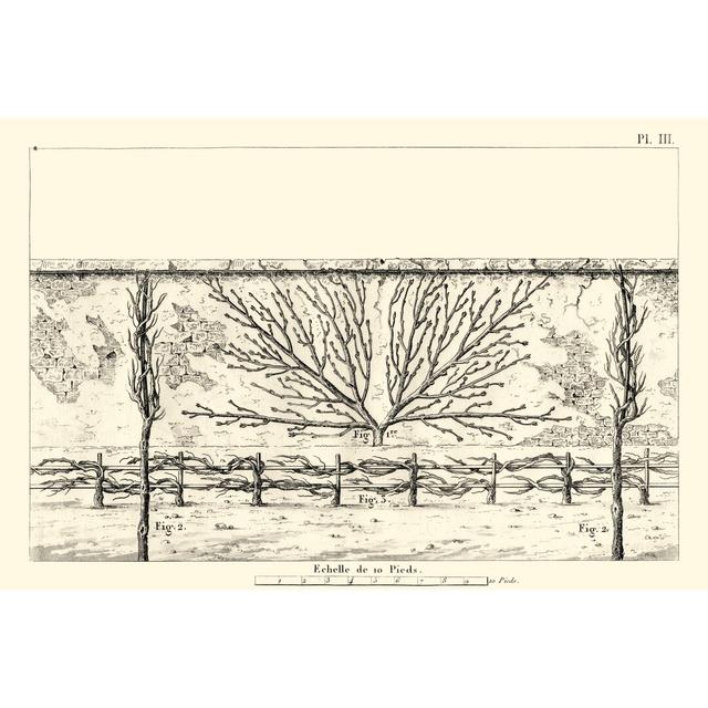 Antique Diagram for Espaliers I - Wrapped Canvas Drawing Borough Wharf Size: 51cm H x 76cm W on Productcaster.