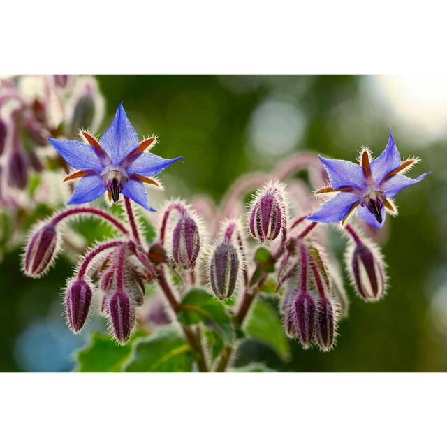 Borage Flowers Close Up (Borago Officinalis) by Naturaltexture - Wrapped Canvas Photograph Ebern Designs Size: 20.32cm H x 30.48cm W on Productcaster.