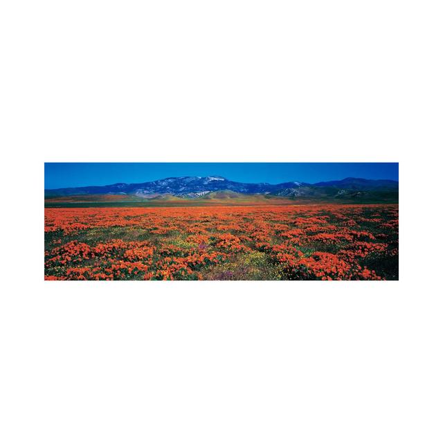 Antelope Valley California Poppy Reserve, Los Angeles County, California, USA - Wrapped Canvas Panoramic Photograph Brayden Studio Size: 30.48cm H x 9 on Productcaster.