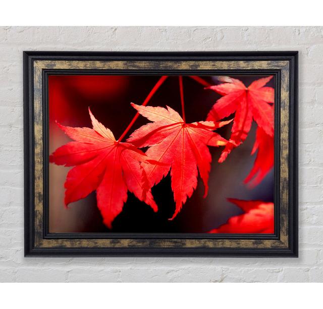 Winter Red Leaves - Single Picture Frame Print Brayden Studio Size: 59.7cm H x 84.1cm W x 3cm D, Format: Black Framed Wood on Productcaster.