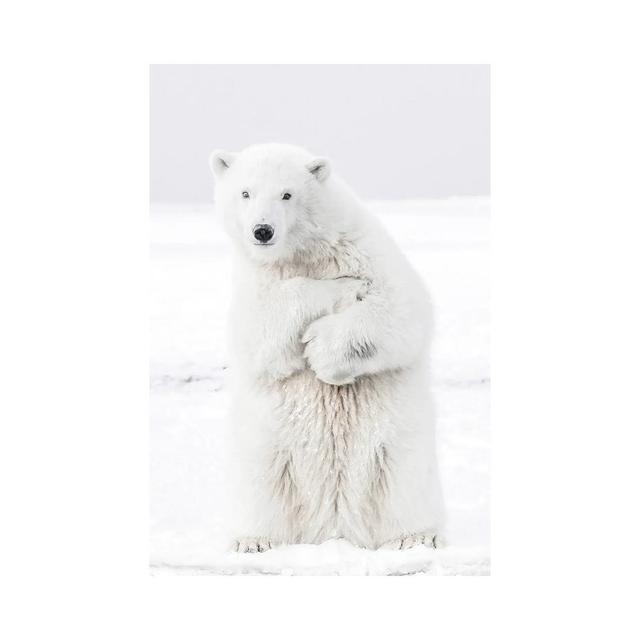 Polar Bear II by Karen Mandau - Wrapped Canvas Photograph Latitude Run Size: 30.48cm H x 20.32cm W x 1.91cm D on Productcaster.