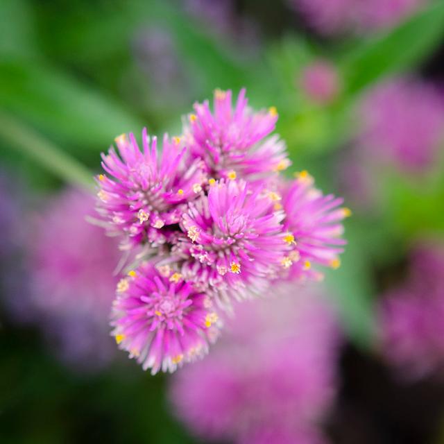 Cropped Garden Flowers IV by Laura DeNardo - Wrapped Canvas Photograph Ebern Designs Size: 76cm H x 76cm W on Productcaster.