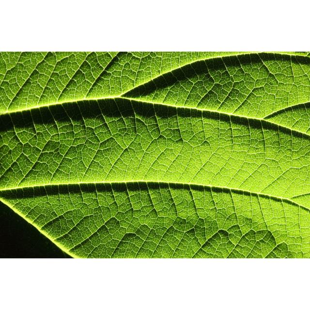 Green Leaf by Savushkin - No Frame Art Prints on Canvas 17 Stories Size: 30cm H x 46cm W on Productcaster.