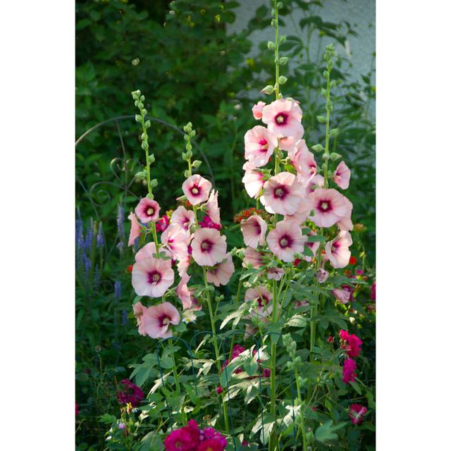 Hollyhock von Wwing - Drucken ClassicLiving Größe: 122 cm H x 81 cm B on Productcaster.