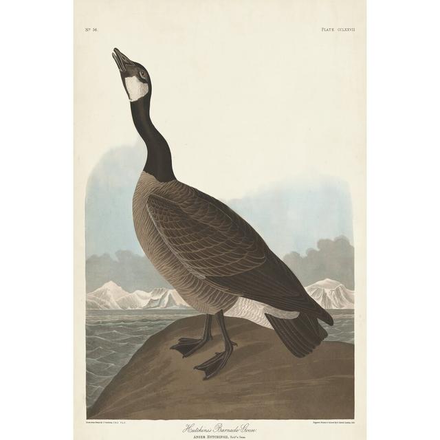 Pl 277 Hutchinss Barnacle Goose by John Audubon - Wrapped Canvas Painting August Grove Size: 30cm H x 20cm W on Productcaster.