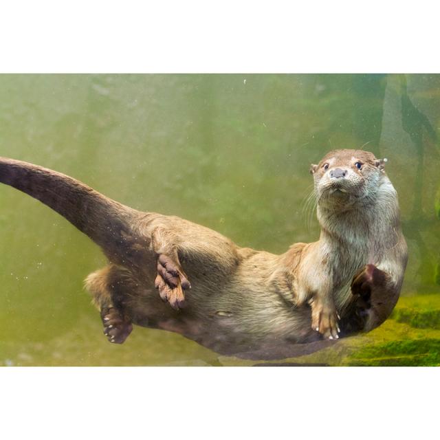 European Otter - Wrapped Canvas Photograph 17 Stories Size: 51cm H x 76cm W on Productcaster.