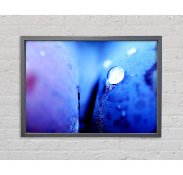 Blue Petal Water Droplet - Print Latitude Run Size: 59.7cm H x 84.1cm W x 3.3cm D, Format: Dark Grey Framed Canvas on Productcaster.