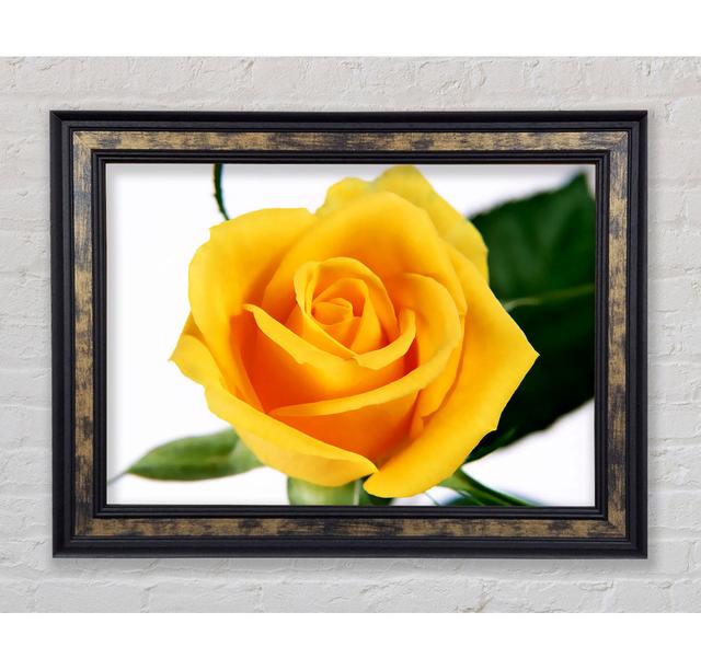 Yellow Rose Framed Print Highland Dunes Format: Gold/Black Framed Paper, Size: 29.7cm H x 42cm W x 8cm D on Productcaster.