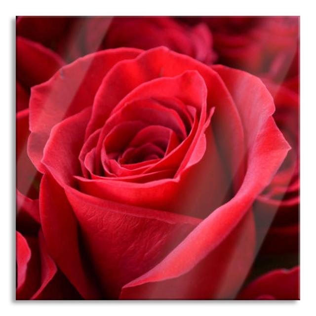 Romantic Roses - No Frame Print on Glass Brayden Studio Size: 80cm H x 80cm W x 0.4cm D on Productcaster.