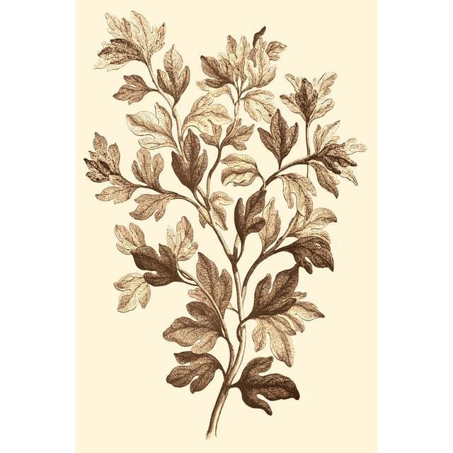 Sepia Munting Foliage I by Abraham Munting - Wrapped Canvas Art Prints Brambly Cottage Size: 46cm H x 30cm W on Productcaster.