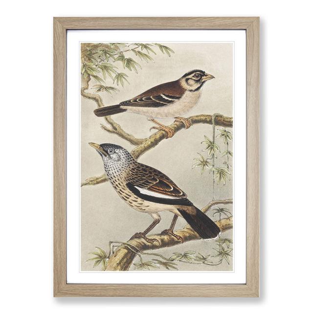 Two Birds on Branches by Theo Van Hoytema - Picture Frame Painting East Urban Home Frame Option: Oak Framed, Size: 65cm H x 48cm W x 2cm D on Productcaster.