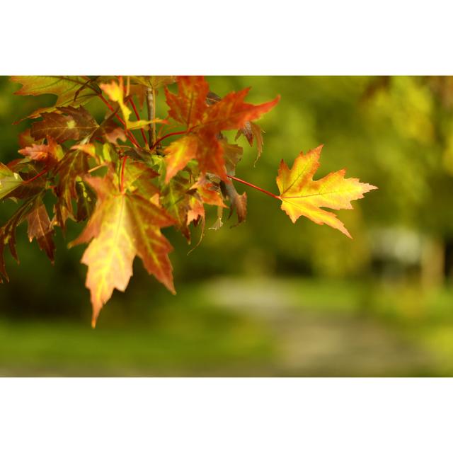 Autumn Maple Leaves 17 Stories Size: 61cm H x 91cm W x 3.8cm D on Productcaster.