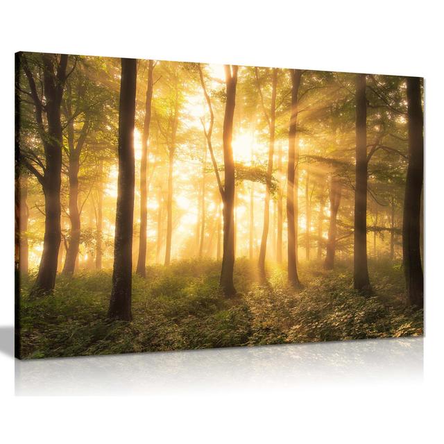 Panther Print Fine Art Prints Yellow Warm Sunlight on a Forest Artistic Framed Canvas Prints, Pictures for Home Walls, Bedroom, Living Room and Bathro on Productcaster.