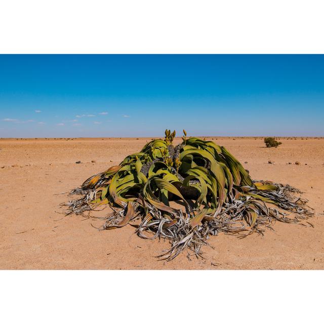 Welwitschia National Flower of Namibia by Evenfh - Wrapped Canvas Photograph 17 Stories Size: 51cm H x 76cm W on Productcaster.