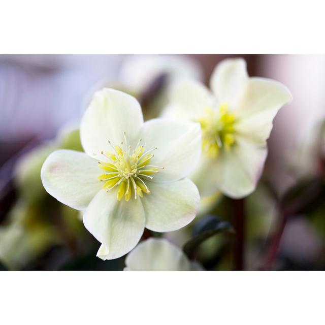 Hellebore von Fotogaby - Druck 17 Stories Größe: 40 cm H x 60 cm B on Productcaster.