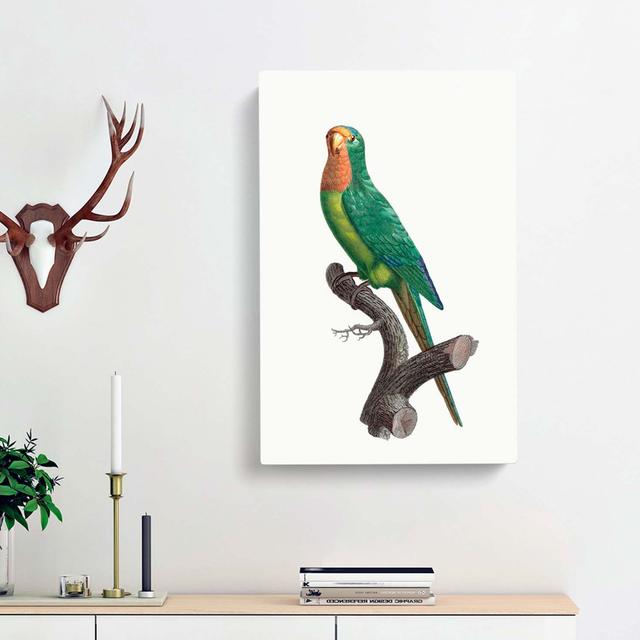 Brown-throated Parakeet by F. Levaillant - Wrapped Canvas Painting East Urban Home Size: 76cm H x 50cm W x 3cm D on Productcaster.