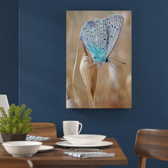 Leinwandbild „Blauer Schmetterling auf blauer Blume“, Fotodruck East Urban Home Größe: 60 cm H x 40 cm B on Productcaster.