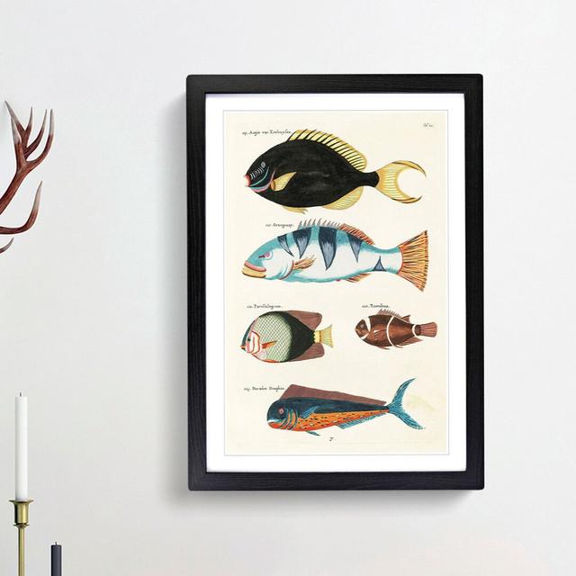 East Indies Fish Illustrations Fol. 22 by Louis Renard - Picture Frame Painting Print East Urban Home Frame Option: Black Framed, Size: 65cm H x 48cm on Productcaster.