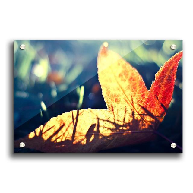 Fallen Leaf Bokeh Flowers - Unframed Photograph Print on Acrylic East Urban Home Size: 59.4cm H x 84.1cm W on Productcaster.