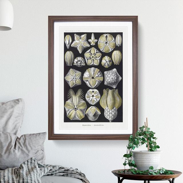 Blastoid Sea Buds by Ernst Haeckel - Picture Frame Painting East Urban Home Size: 36cm H x 27cm W x 2cm D, Frame Option: Walnut Framed on Productcaster.