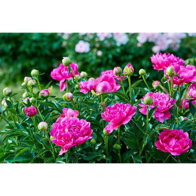 Sunny Peony Flowers in Botanical Garden in Spring in Moscow - Wrapped Canvas Photograph Ebern Designs Size: 30cm H x 46cm W x 3.8cm D on Productcaster.