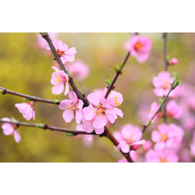 Peach Blossom - Wrapped Canvas Photograph Latitude Run Size: 61cm H x 91cm W x 3.8cm D on Productcaster.