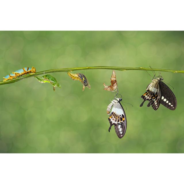 Andren Swallowtail Butterfly by Mathisa_s - Wrapped Canvas Print 17 Stories Size: 30cm H x 46cm W x 3.8cm D on Productcaster.