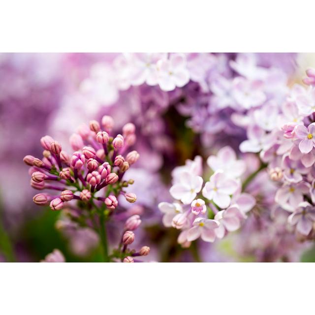 Beautiful Lilacs von Wuviveka - Drucken Marlow Home Co. Größe: 40 cm H x 60 cm B on Productcaster.