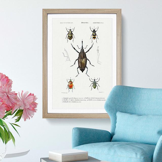 Weevil Beetle Illustrations by Charles D'Orbigny - Picture Frame Painting Print East Urban Home Frame Option: Oak Framed, Size: 48cm H x 36cm W x 2cm on Productcaster.