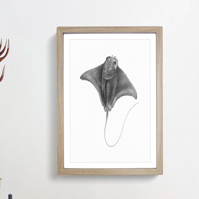 Illustration of a Ray Fish - Picture Frame Drawing Print East Urban Home Size: 48cm H x 36cm W x 2cm D, Frame Option: Oak Framed on Productcaster.