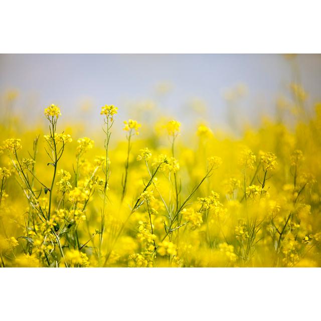 Oilseed Rape by LukaTDB - Wrapped Canvas Art Prints 17 Stories Size: 20cm H x 30cm W x 3.8cm D on Productcaster.