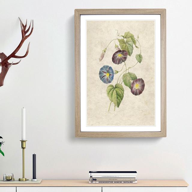 Morning Glory Flowers by Pierre-Joseph Redoute - Picture Frame Painting Print East Urban Home Frame Option: Oak Framed, Size: 36cm H x 27cm W x 2cm D on Productcaster.