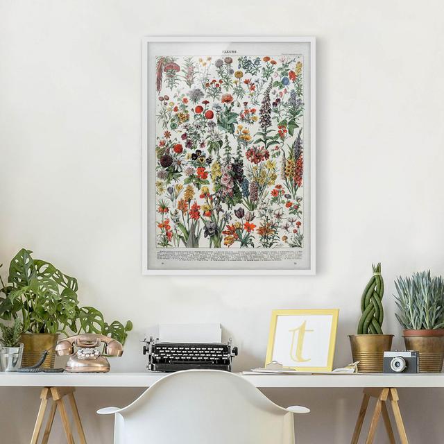 Vintage Educational Board Flowers IV - Picture Frame Graphic Art Rosalind Wheeler Frame Option: White, Size: 55cm H x 40cm W x 2cm D on Productcaster.