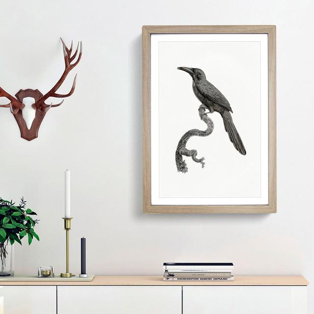 Jacamar Bird by Jacques Barraband - Picture Frame Drawing Print East Urban Home Frame Option: Oak Framed, Size: 48cm H x 36cm W x 2cm D on Productcaster.