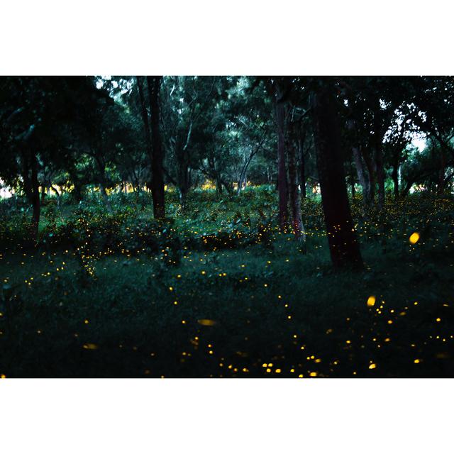 Lequire Firefly Flying On Bush At Night by PJjaruwan - Wrapped Canvas Photograph Alpen Home Size: 51cm H x 76cm W x 3.8cm D on Productcaster.