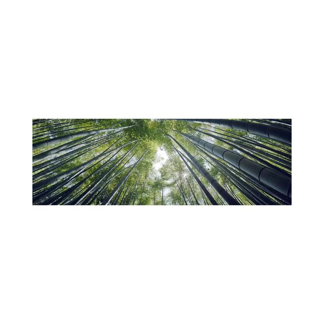 Low Angle View Of Bamboo Trees, Hokokuji Temple, Kamakura - Wrapped Canvas Panoramic Print Union Rustic Size: 50.8cm H x 152.4cm W x 1.91cm D on Productcaster.