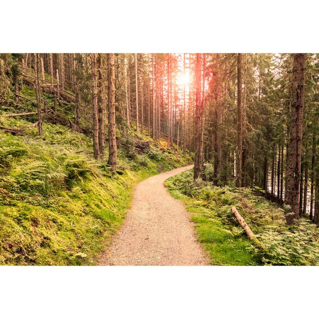 Forest at Morning - Wrapped Canvas Photograph Alpen Home Size: 51cm H x 76cm W x 3.8cm D on Productcaster.