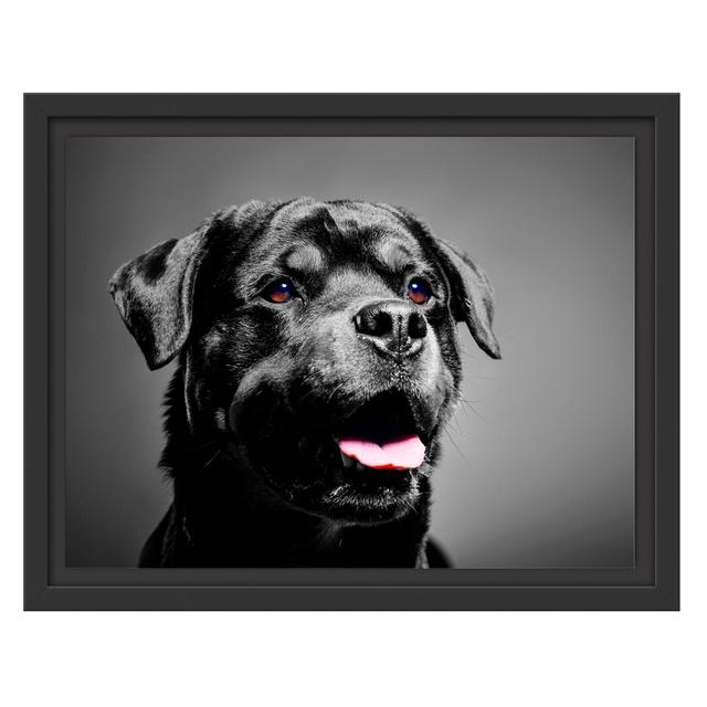 Gerahmtes Wandbild aufmerksamer Rottweiler East Urban Home Größe: 30 cm H x 38 cm B on Productcaster.