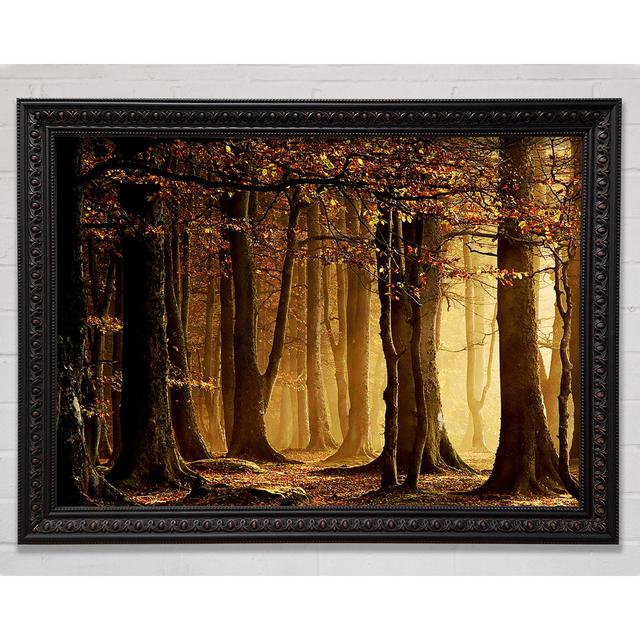 Land Of Trees - Single Picture Frame Art Prints Bright Star Size: 29.7cm H x 42cm W on Productcaster.