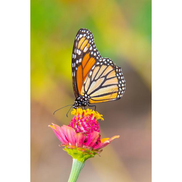 Schmetterling - Fotografie auf Leinwand Brambly Cottage Größe: 30 cm H x 20 cm B x 1,8 cm T on Productcaster.