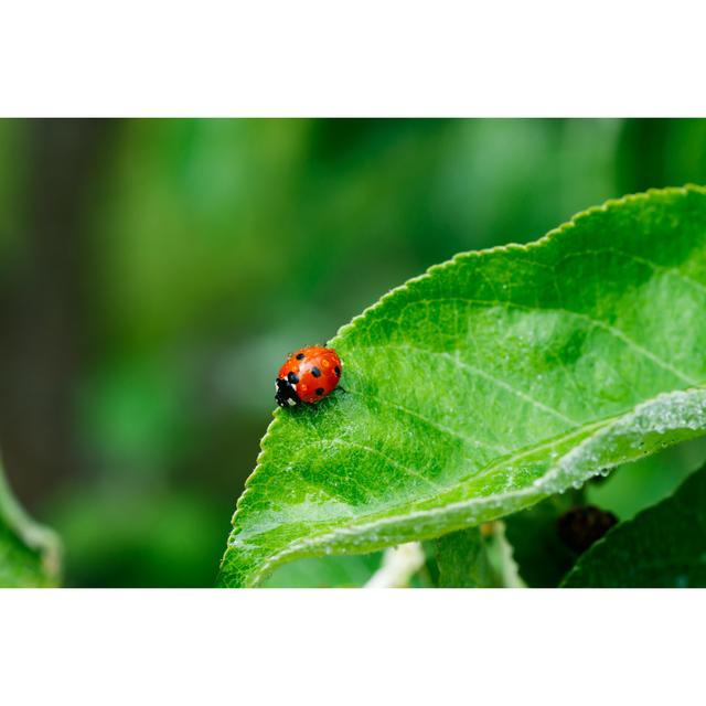 Phillipsburg Apple Leaf With Ladybug by MinttuFin - Wrapped Canvas Print Latitude Run Size: 81cm H x 122cm W 3.8cm D on Productcaster.