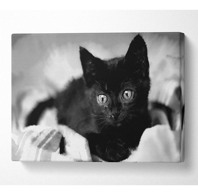 Black Kitten - Print Latitude Run Size: 66cm H x 106.6cm W x 10cm D on Productcaster.